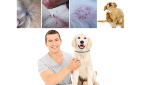 Naturligt Loppe- og Flåthalsbånd Til Hund Glad hundeejer og hund med flåt halsbånd, viser effektivitet i at forhindre hudirritation og angreb.