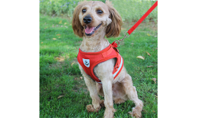 Rød reflekterende hundeselevest med matchende line, letvægts, åndbart stof for komfort og sikker pasform.