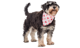 Bandana med hjeter til hund Trykt hundebandana med hjerter til hunde, med lyserødt og hvidt ternet design og røde hjerter, håndvaskbar.