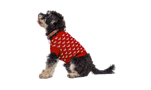 Hund iført en hyggelig rød sweater med hvide hjerteprint, perfekt til varme og stil i de koldere måneder.