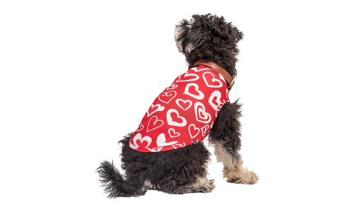 Hund iført en rød Valentinsdag-tema vest med rødt og hvidt hjerte, designet som et festligt og stilfuldt outfit.