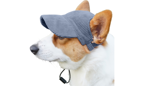 Corgi iført en åndbar blå ribbet sportskasket til hunde, let og beskytter mod solen under sommerture.