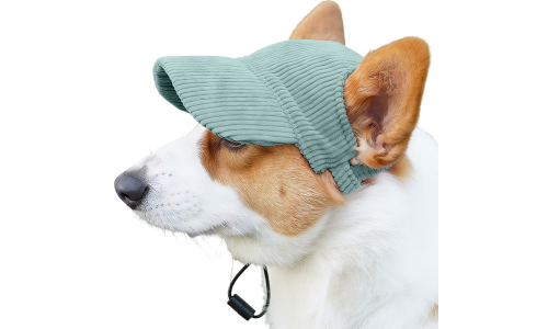 Corgi iført en åndbar grøn ribbet sportskasket til hunde, let og beskytter mod solen under sommerture.