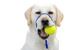 Blå no-pull hundehalsbånd med justerbar sort strop og polstret næsestrop, for at forhindre træk under gåture, størrelse L.