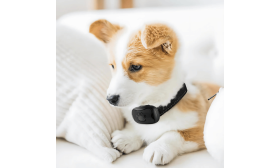 Stødfrit anti-gø-halsbånd til hunde med poteprintdesign, passer til hunde, der vejer 12-110 lbs og op til 22 tommer.