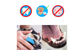 360º Fingertandbørste i Silikone til Hunde 360º Fingertandbørste i Silikone til Hunde